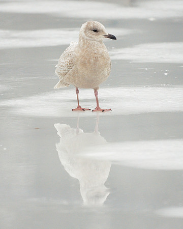 Iceland Gull (1st winter), Central Park Lake