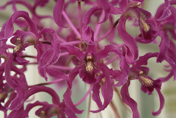 Schomburgkia superbiens