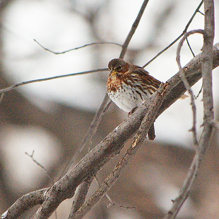 Fox Sparrow