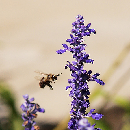 Also a Bee and Salvia