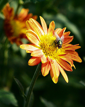 Fly Working