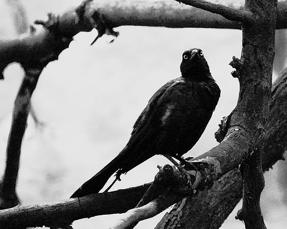 Grackle-in-the-Box