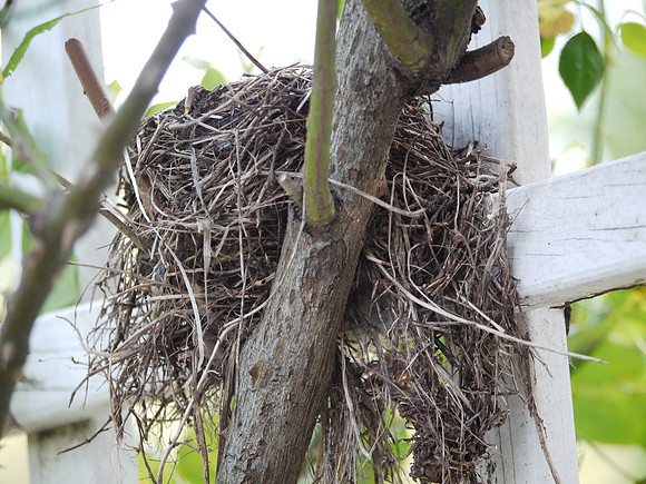 Bird's nest, Brooklyn Botanic Garden