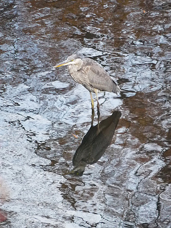 Great Blue Heron, Turtle Pond