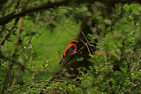 Scarlet Tanager, Central Park