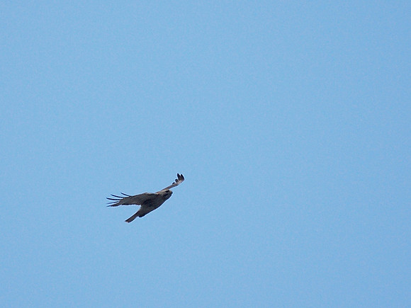 Pale Male in flight