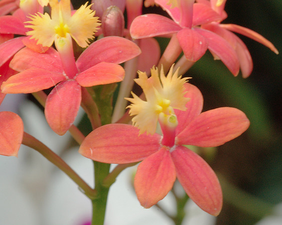 Reed-stem epidendrum