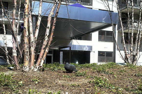 Dark pigeon, sunny day