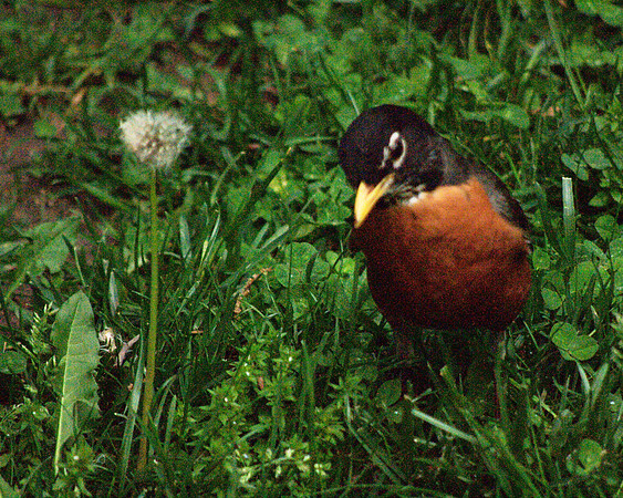 Dandelion, Robin
