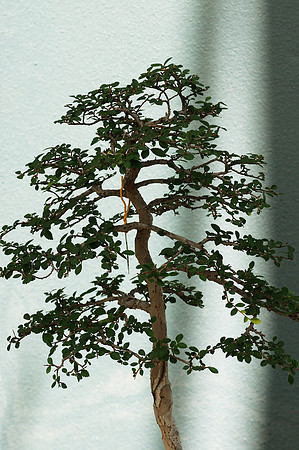 bonsai tree, Brooklyn Botanic Garden