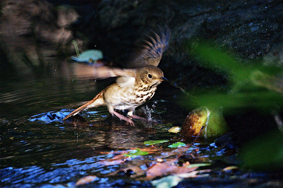 Thrush jumping into a stream