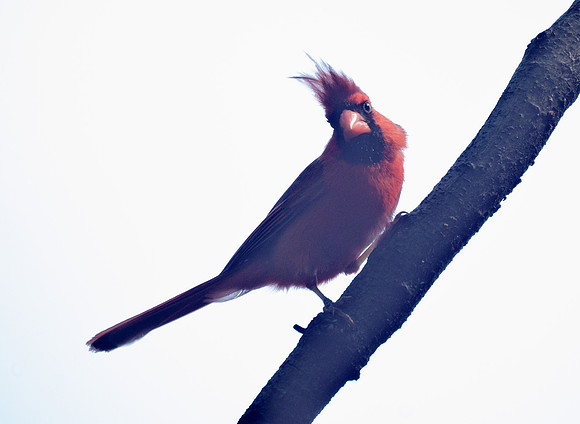 Punk Cardinal