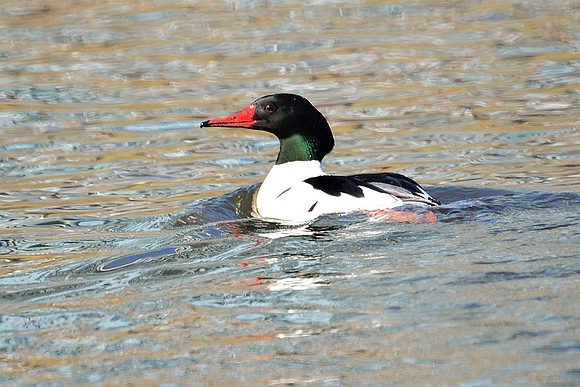 Common Merganser, Harlem Meer, Central Park