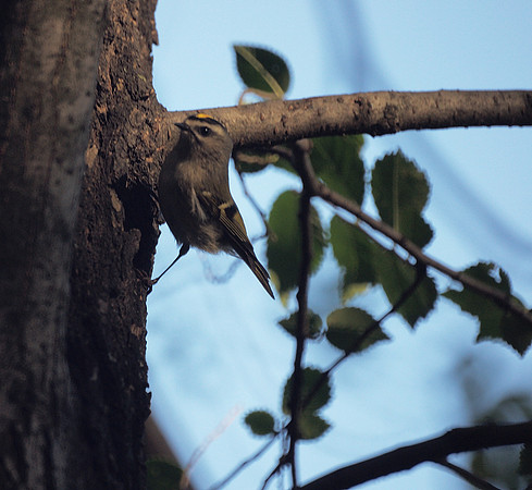 Golden-Crowned Kinglet, Central Park