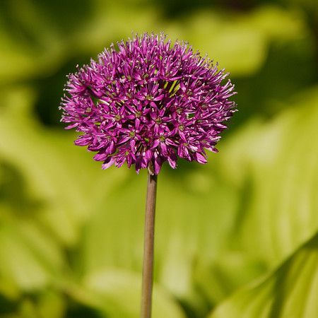 Conservancy Garden, Central Park