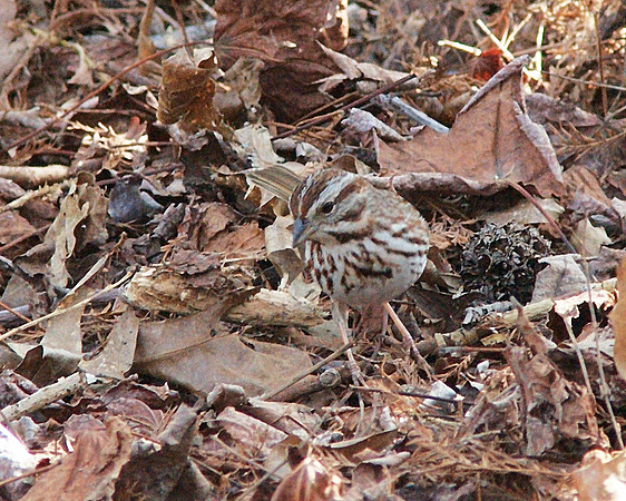 Song Sparrow, NY Botanical Garden