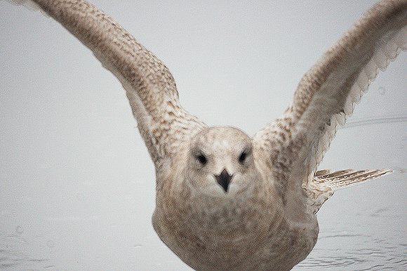 Iceland Gull, Central Park Lake