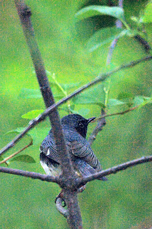 Black-Throated Blue Warbler, Central Park