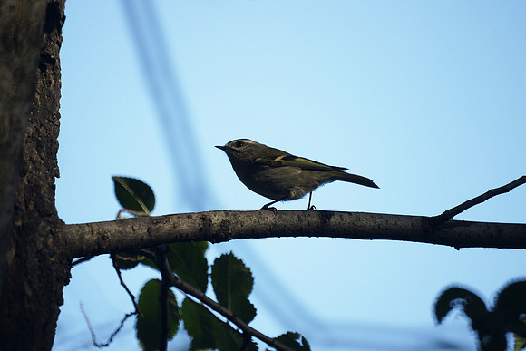 Golden-Crowned Kinglet, Central Park