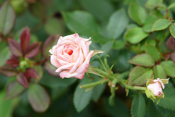 A rose