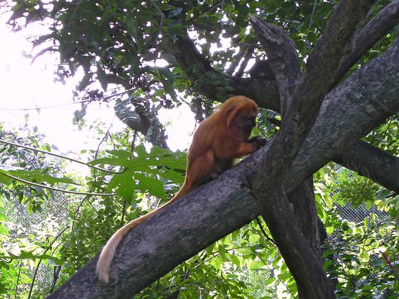 Tamarin at Work