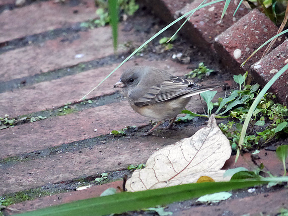 Junco, St. Bartholomew's Church