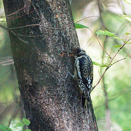 Yellow-Bellied Sapsucker, Central Park