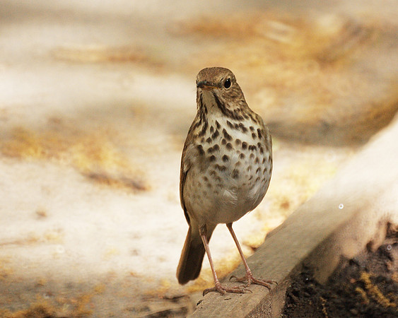 Thrush, Central Park