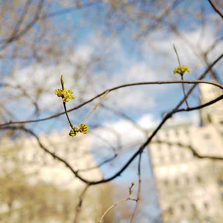 Spring, Central Park