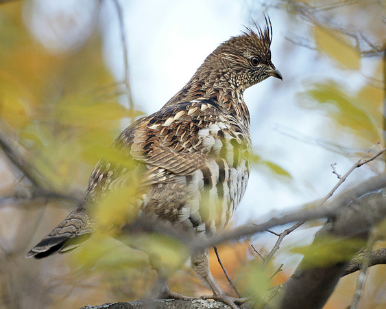 Ruffed Grouse, Greene County NY