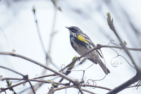 Yellow-Rumped Warbler singing, NY Botanical Garden