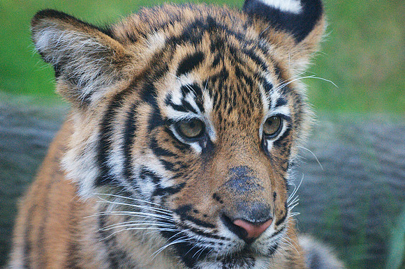 Tiger, Bronx Zoo
