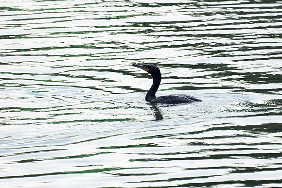 Cormorant, Central Park