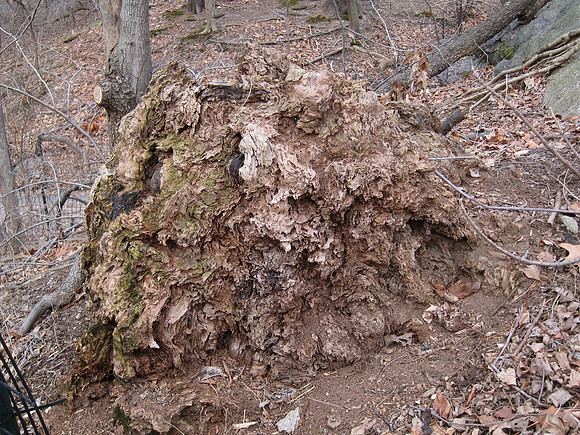 Termite mound, Central Park
