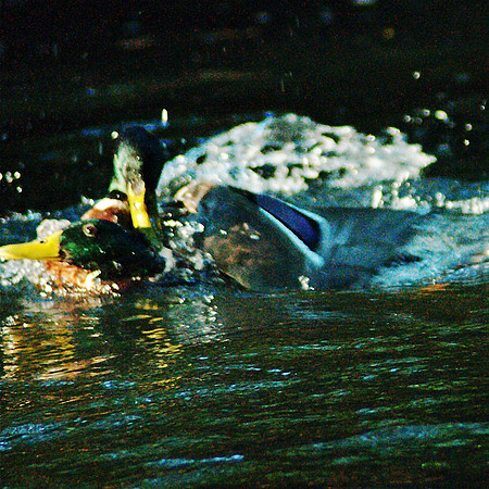 duckfight
