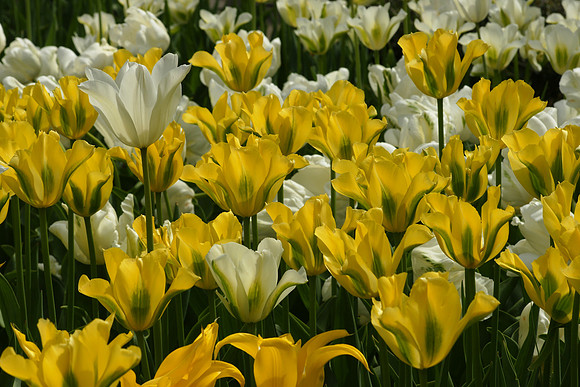 Tulips, Brooklyn Botanic Garden