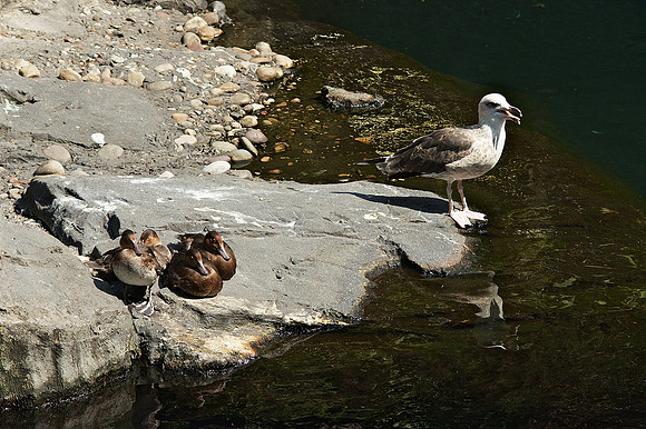 Gull and Goldeneyes, Central Park Zoo