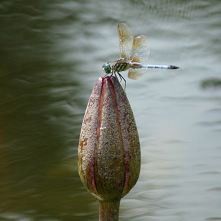 Dragonfly and Water Lily
