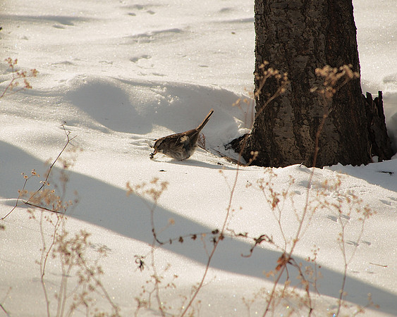 White-Throated Sparrow in snow, Central Park