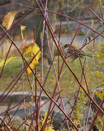 Sparrow, Turtle Pond