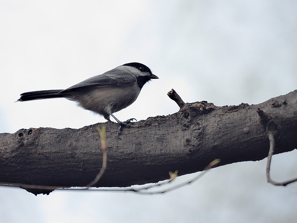 Black-Capped Chickadee, Central Park