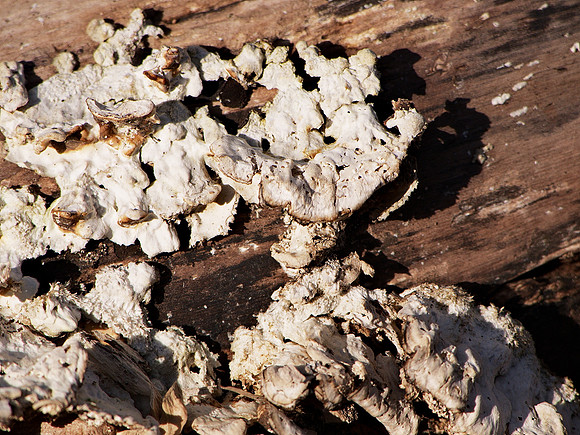 Fungus on a log, Longwood