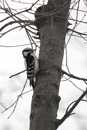 Downy Woodpecker, Central Park
