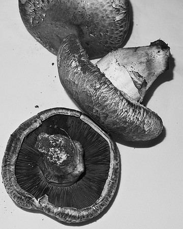Mushrooms for dinner