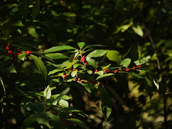 Berries, Central Park