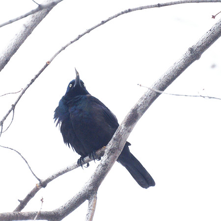 Grackle, Central Park