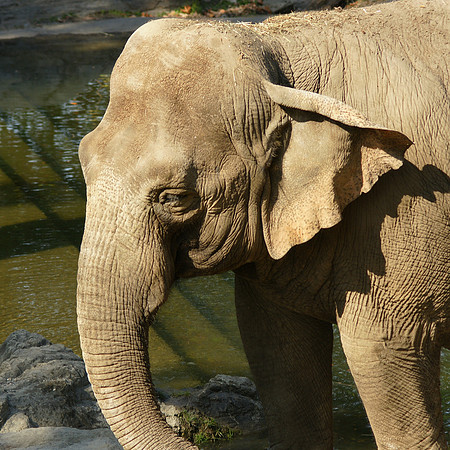 Elephant, Bronx Zoo