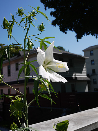 Hibiscus