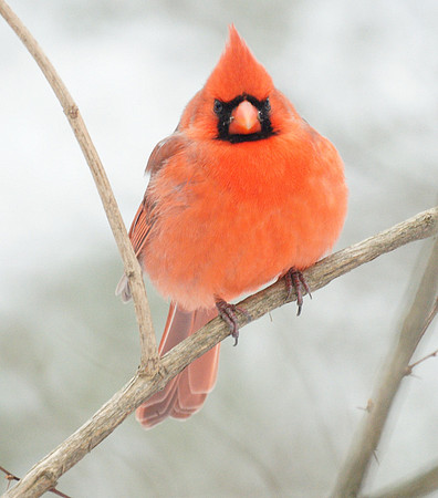 Cardinal, Central Park