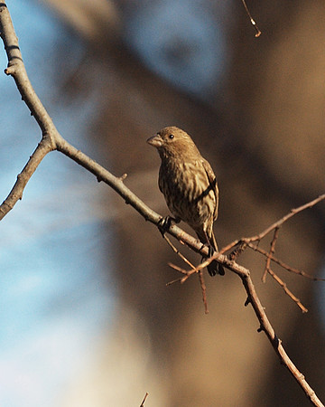 Female House Finch